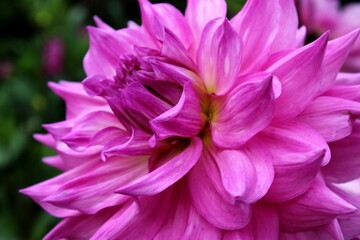 Dahlie,Blüte, Blume, Garten 