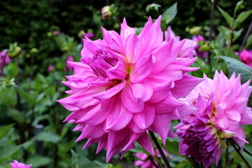 Obraz premium Dahlie,Blüte, Blume, Garten 