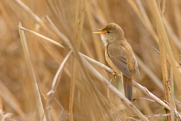 Trzcinniczek zwyczajny (Acrocephalus scirpaceus)