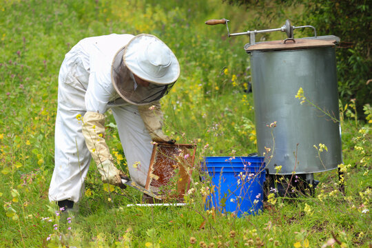 mujer preparando un panal con miel de abeja lista para la cosecha de la miel 