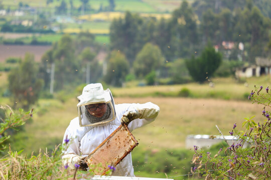 hombre latino trabajando en la naturaleza con abejas