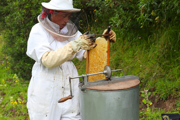 mujer levantando en sus manos un marco con panal de abejas de la maquina centrifugadora de miel despues de extraer la miel de abejas esta con un fondo natural 