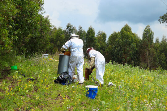 dos apicultores de espaldas irreconocibles trabajando para cosechar la miel de abeja en el campo en un dia soleado en ecuador