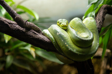 Green tree python rests in its typical position curled up on a branch