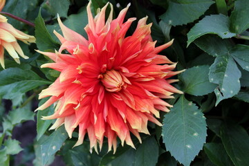 rote Dahlie, Dahlien rot, rote Blumen, Blume, Bl&uuml;te