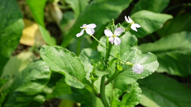 Close-up view of newly blooming radish plant flowers in winter morning.
