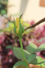yellow rose buds in the garden on a blurred background