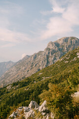 Fototapeta na wymiar Green forest on the slopes of the rocky mountains