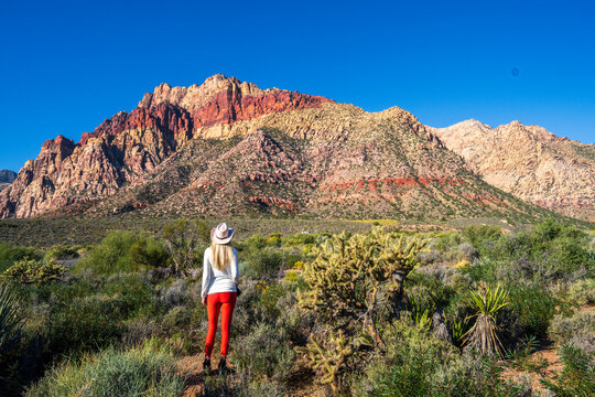 Red Rock Canyon National Conservation Area lies in NevadaÕs Mojave Desert.Morning, .Las Vegas, Nevada, USA