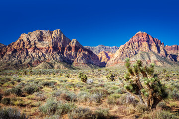 Fototapeta na wymiar Joshua Tree in Red Rock Canyon National Conservation Area lies in NevadaÕs Mojave Desert.Morning, .Las Vegas, Nevada, USA
