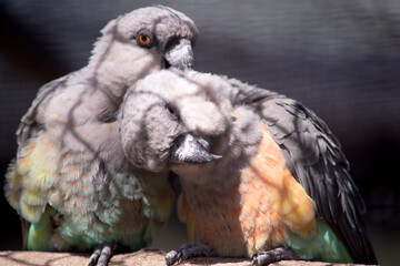 The red-bellied parrot is a small African parrot It is a mostly greenish and grey parrot. Males have a bright orange belly and females have a greenish belly © susan flashman