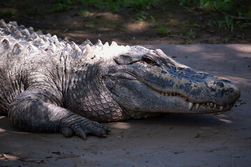 Alligators have a long, rounded snout that has upward facing nostrils at the end.