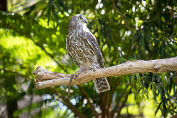 The barking owl has bright yellow eyes and no facial-disc. Upperparts are brown or greyish-brown, and the white breast is vertically streaked with brown.