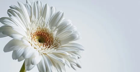 Fototapeten A close-up of a white gerbera daisy, with its delicate petals and the vibrant heart, set against a light background with copy space  © Luiri Art