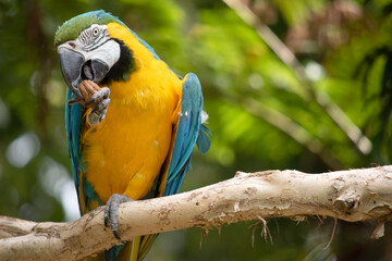 the Back and upper tail feathers of the blue and gold macaw are brilliant blue; 
