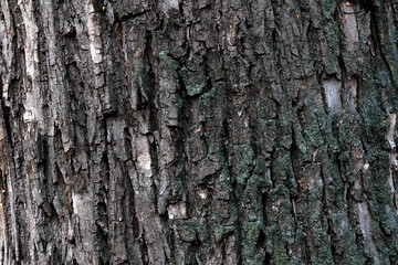 Close-up view of tree bark texture, suitable for nature-themed designs.