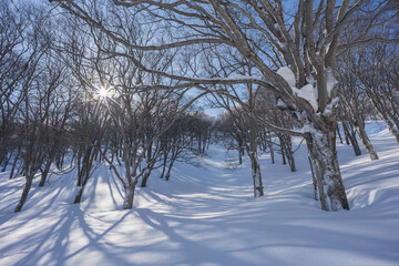 冬の森に射す太陽