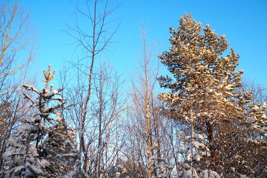 Pine forest in winter during the day in severe frost, Karelia. Snow on the coniferous branches. Frosty sunny weather anticyclone. Scots pine Pinus sylvestris is a plant pine Pinus of Pine Pinaceae