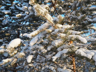 Pine forest in winter during the day in severe frost, Karelia. Snow on the coniferous branches. Frosty sunny weather anticyclone. Scots pine Pinus sylvestris is a plant pine Pinus of Pine Pinaceae - obrazy, fototapety, plakaty