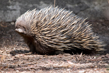 the short nosed echidna is smelling the air in an attempt to find food