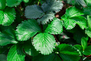 Fototapeta na wymiar Strawberry green leaves with drops of dew