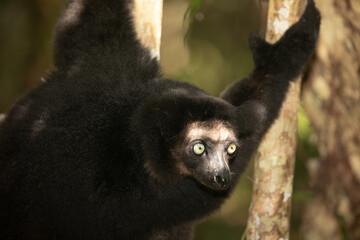 Lemur Indri indri, babakoto largest lemur from Madagascar