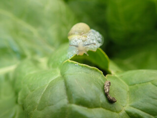 snail crawls on leaf of vegetables and eats leaves of plant, leaving holes on garden, eaten by pests, small snail on plant leaf in garden, Damage to garden plants by snails concept, macro, closeup.