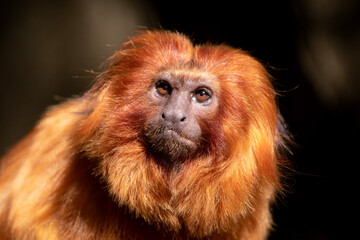 the golden lion tamarin South America primates with a magnificent reddish-gold coat and a long,...