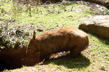 The hairy-nosed wombats have softer fur, longer and more pointed ears and a broader muzzle fringed...