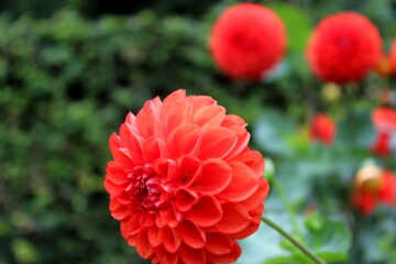 Dahlie rot, rote Dahlie, Dalie, Dalien, Blüte
