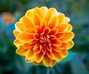 Single orange Dahlia flower with bokeh background