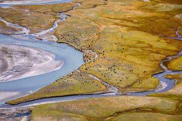 Changthangi or Changpa goats grazing at a river basin near Hanle, Ladakh, India, Asia