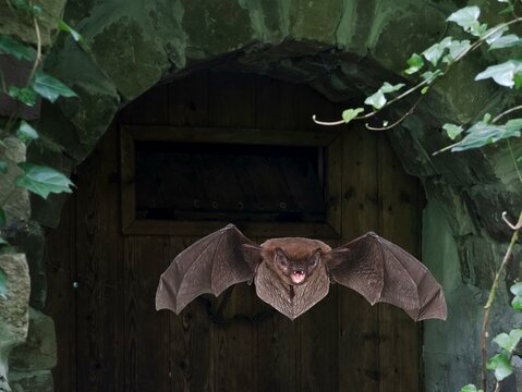 Common pipistrelle (Pipistrellus pipistrellus) in flight from the summer roost, North Rhine-Westphalia, Germany, Europe