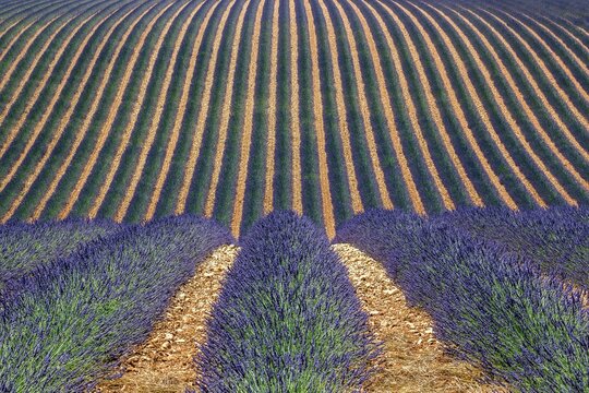 Wavy lavender field, flowering true lavender (Lavandula angustifolia), D56, between Valensole and Puimoisson, Plateau de Valensole, Provence, Provence-Alpes-Cote d Azur, South of France, France