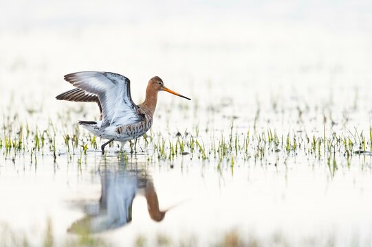 Black-tailed Godwit (Limosa limosa), highkey, on flooded meadow, reflection in shallow water, erect wings, Duemmerniederung, Diepholz County, Lower Saxony, Germany, Europe