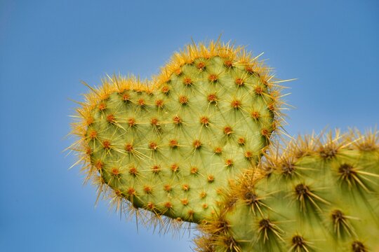 Scheers opuntia (Opuntia scheeri), Spain, Europe