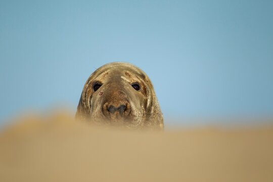 Grey (Halichoerus grypus) seal adult on a beach, Norfolk, England, United Kingdom, Europe