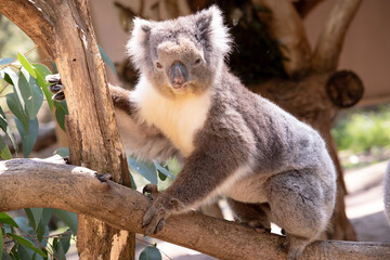 Naklejka na ściany i meble the Koala has a large round head, big furry ears and big black nose. Their fur is usually grey-brown in color with white fur on the chest, inner arms, ears and bottom.