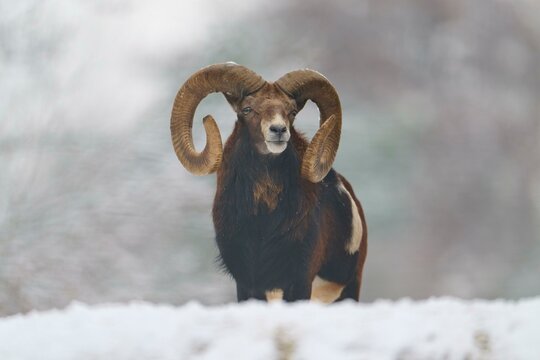 European mouflon (Ovis aries musimon), in winter, Germany, Europe