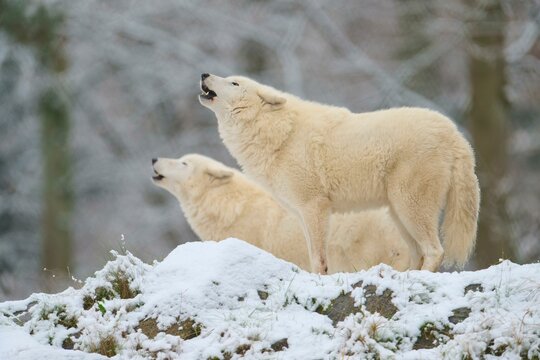 Arctic wolf (Canis lupus arctos), adult, two animals howling, snow, winter, captive
