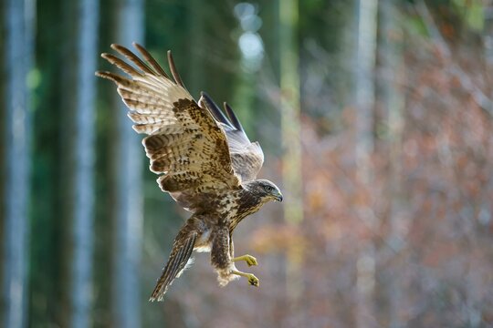 Steppe buzzard (Buteo buteo), flying in the forest, autumn