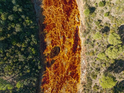The Rio Tinto (Red river) flowing through a forest of Stone or Umbrella pines (Pinus pinea), its deep reddish hue is due to oxidised iron minerals in its water, aerial view, drone shot, Huelva
