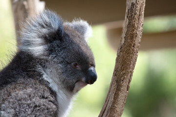 the Koala has a large round head, big furry ears and big black nose. Their fur is usually grey-brown in color with white fur on the chest, inner arms, ears and bottom