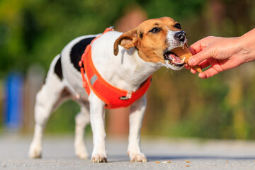 Cute Jack Russell Terrier dog eats ice cream on a walk in the park. Pet portrait with selective...