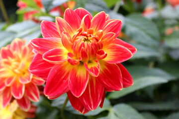 Dahlie zweifarbig, rote Dahlie, Dalie, Dalien , Blüte	