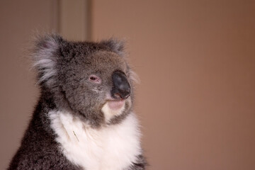 the Koala has a large round head, big furry ears and big black nose. Their fur is usually grey-brown in color with white fur on the chest, inner arms, ears and bottom.