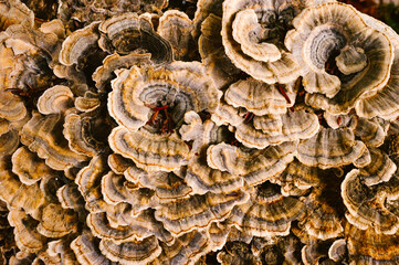 closeup of light brown lichen on a tree stump along the Cumberland Trail in Rock Creek Gorge, Tennessee