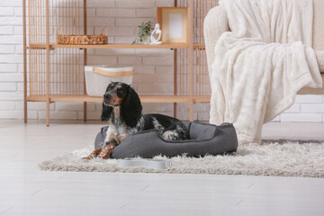 Cute cocker spaniel on pet bed in living room