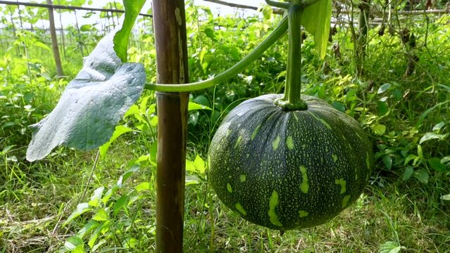 Small Crude Fiber Green Shell Sweet Pumpkin hanging on the plant.