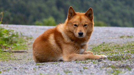shiba inu relaxing on gravel in norwegian farm yard